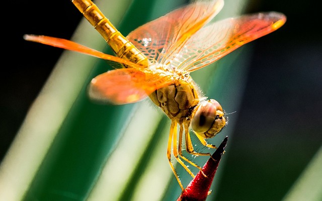 dragonfly-274059_1280