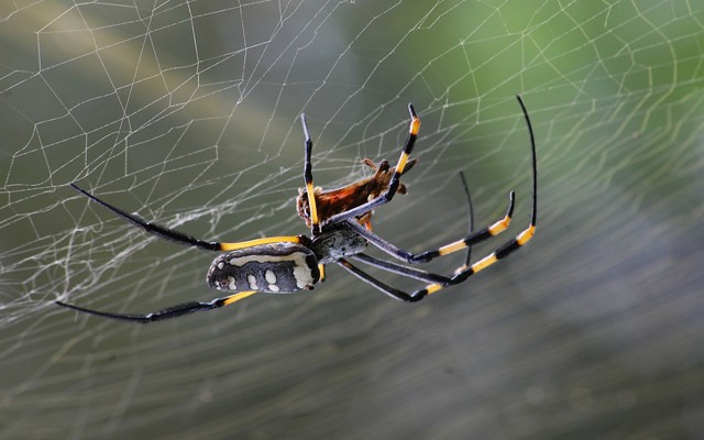 golden-orb-spider-281142_1280