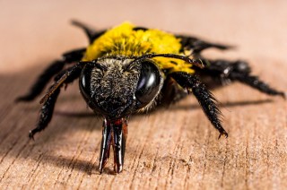 insect-278083_1280