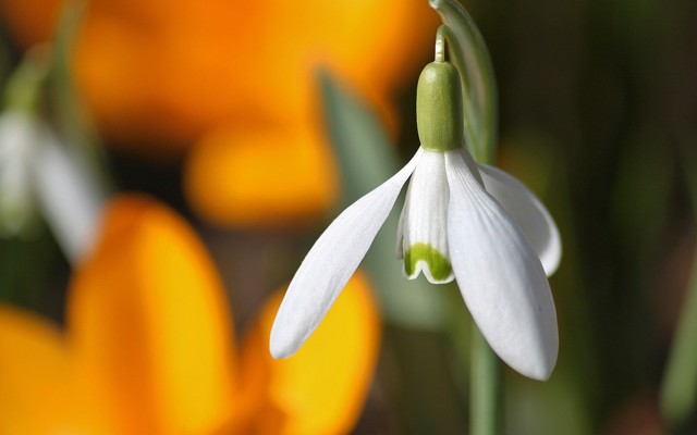 snowdrop-280950_1280